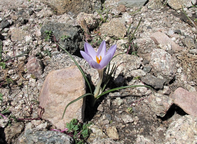 Crocus corsicus